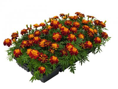 Бархатцы Биколор