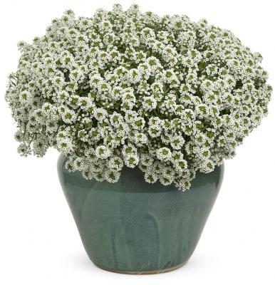 Алиссум Снежный ковер