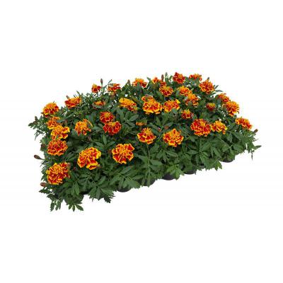 Бархатцы Шаловливая Мариетта