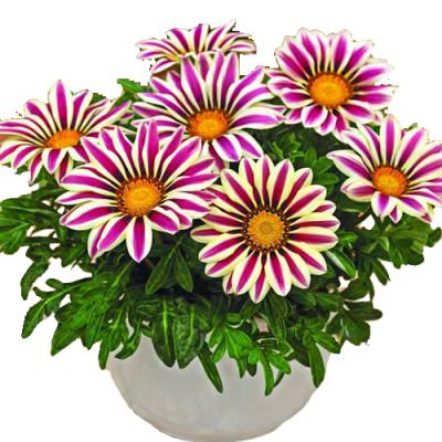 Газания Биг Кисс Вайт Флейм F1