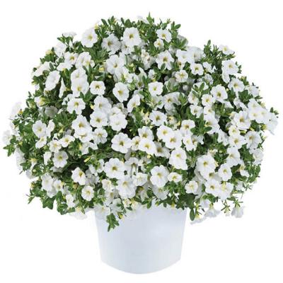 Бальзамин обычный