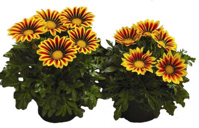 Газания Биг Кисс Ело Флейм F1